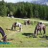 Pferd Alpin_17