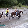 Pferd Alpin_9